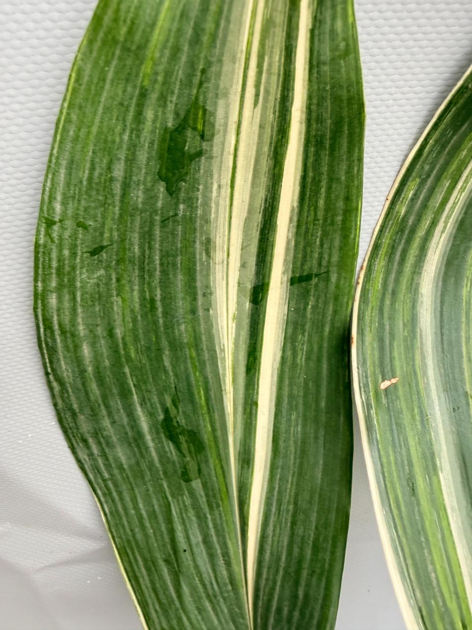 Aspidistra Elatior Variegata  foglia n 6