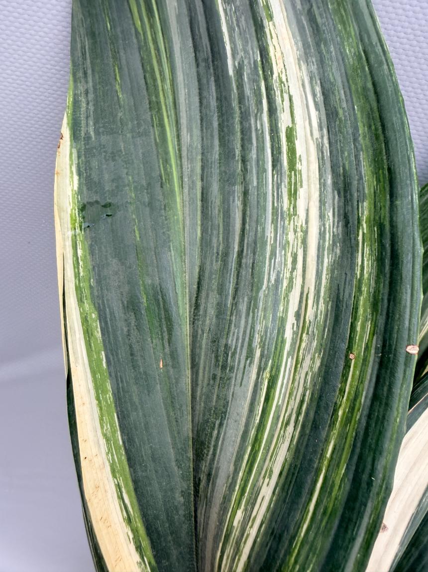 Aspidistra Elatior Variegata  foglia n 7