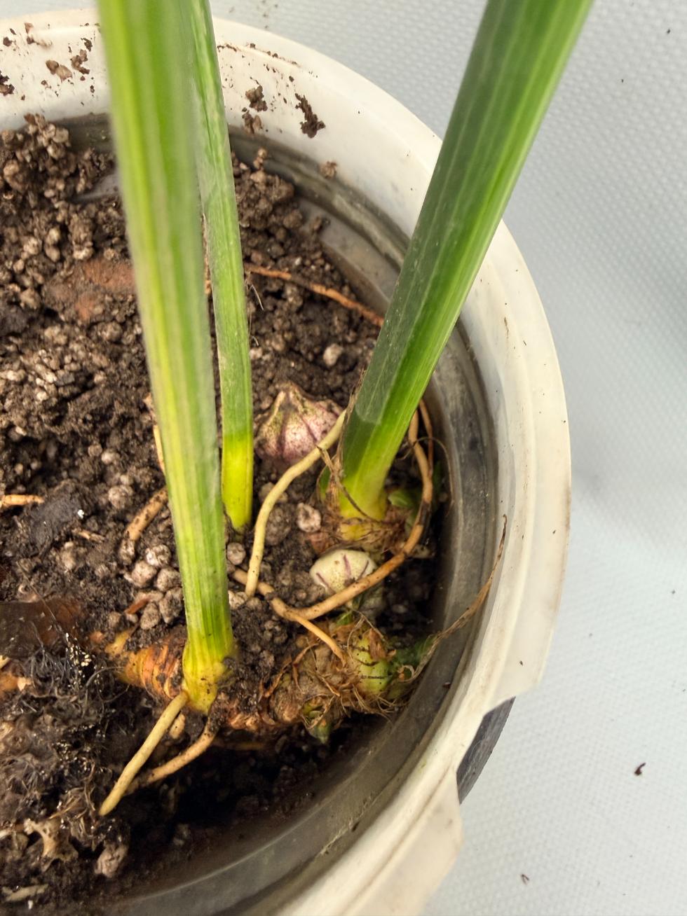 Aspidistra Elatior Variegata  fiore e radici