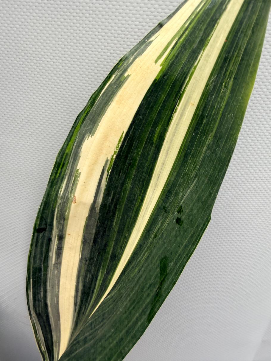 Aspidistra Elatior Variegata  foglia n 2