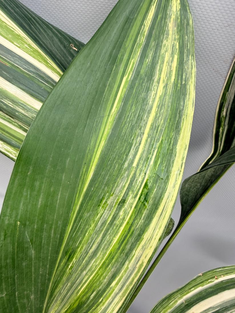 Aspidistra Elatior Variegata  foglia n 3