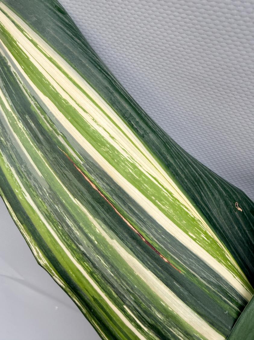 Aspidistra Elatior Variegata  foglia n 4