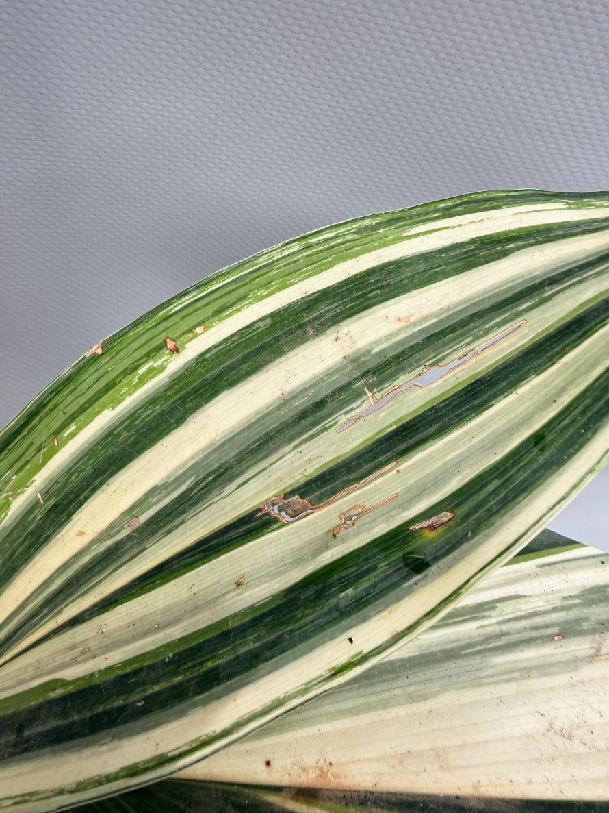 Aspidistra Elatior Variegata  foglia n 6