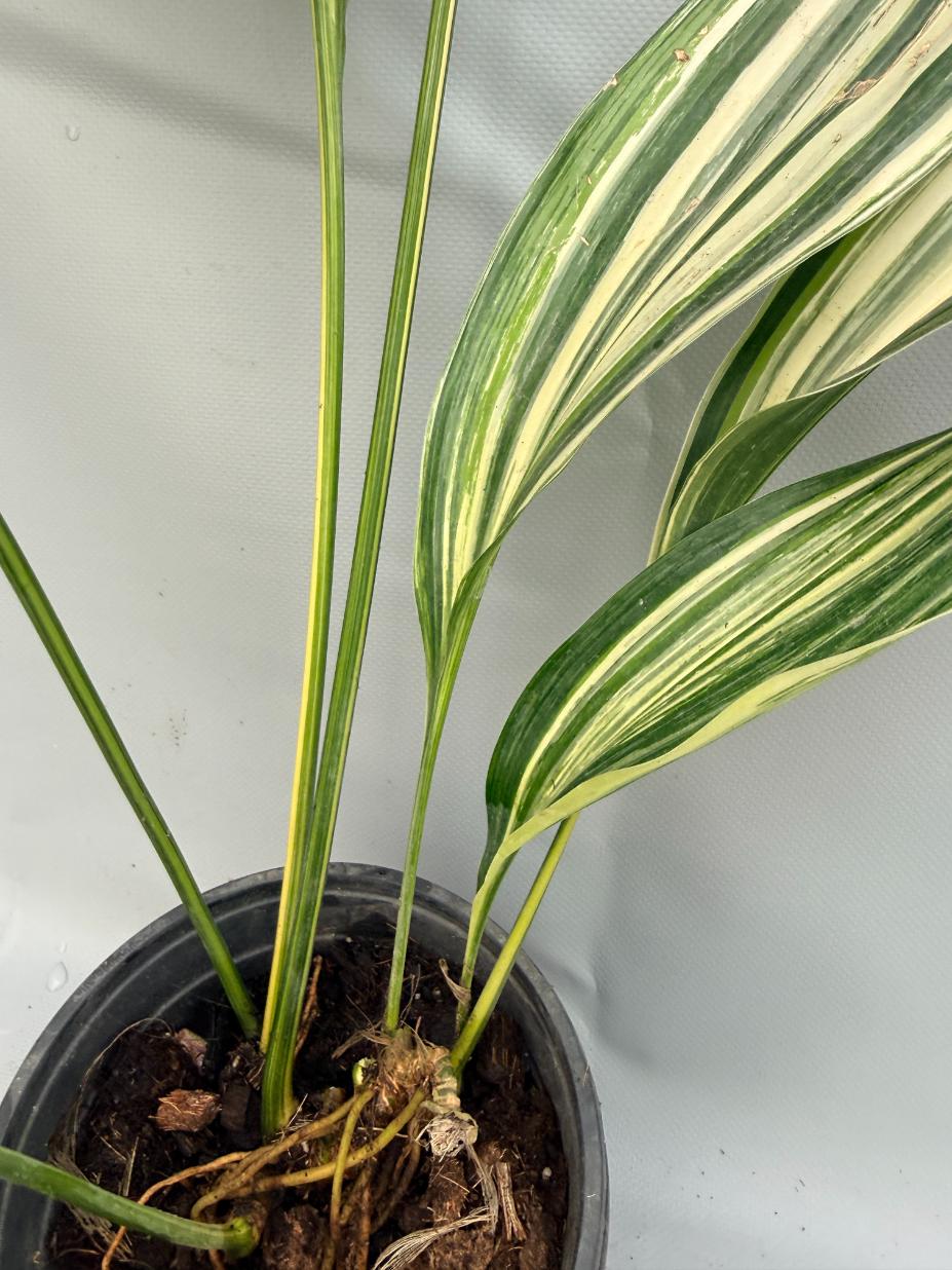 Aspidistra Elatior Variegata  foglia n 8