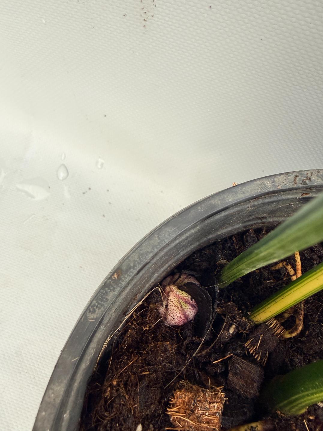 Aspidistra Elatior Variegata  foglia n 9