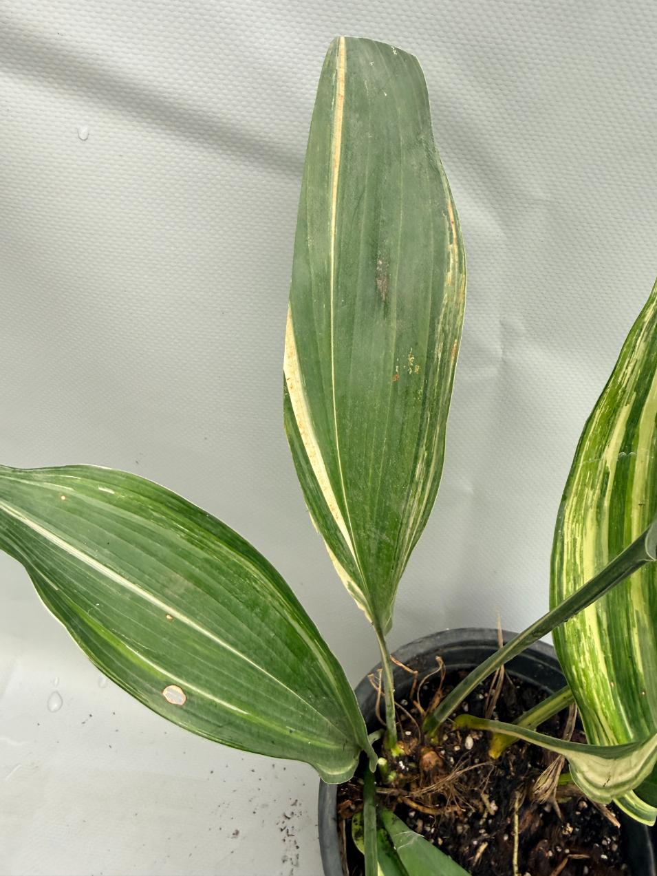 Aspidistra Elatior Variegata  foglia n 7
