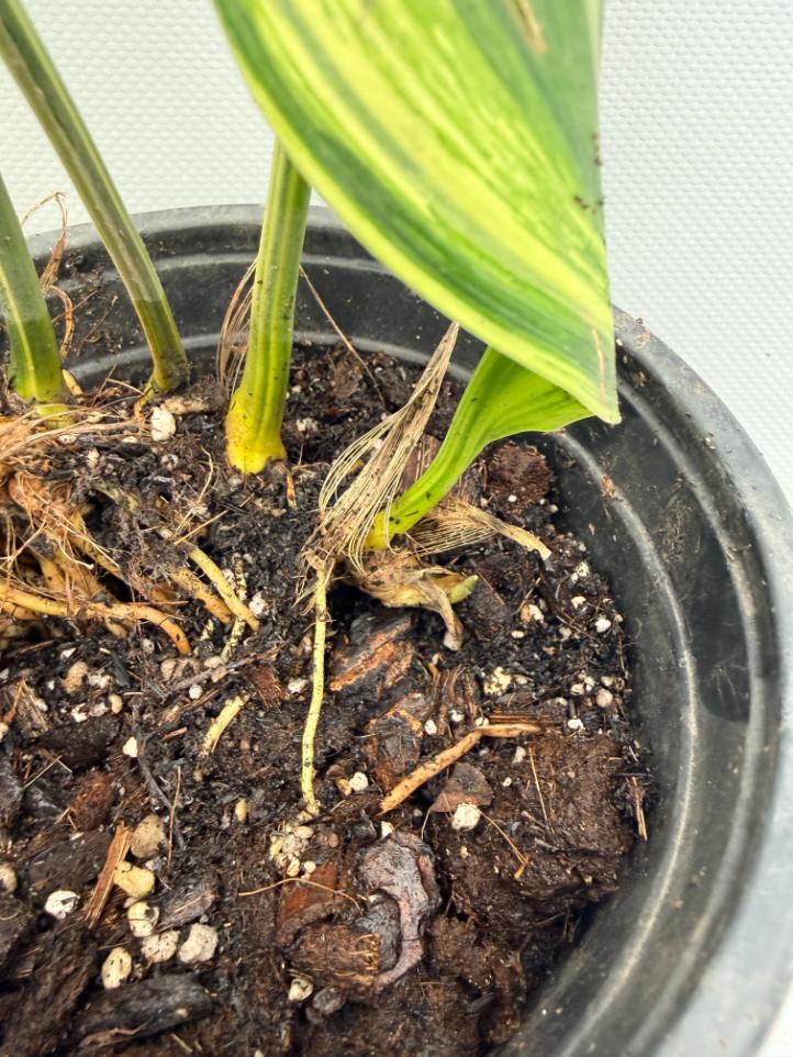 Aspidistra Elatior Variegata  foglia radici