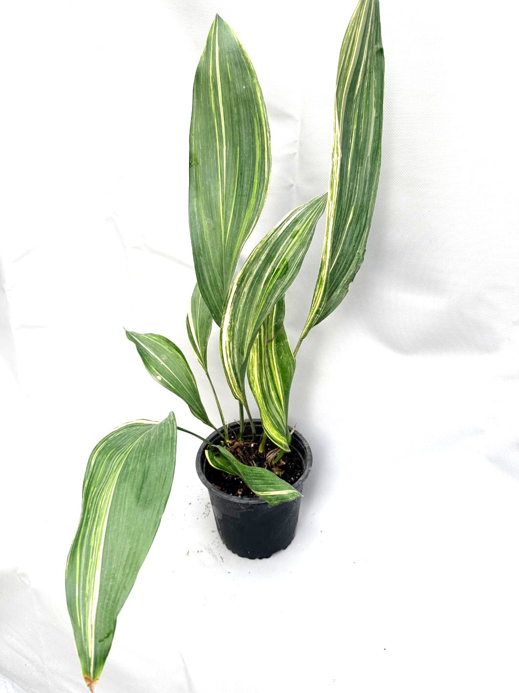 Aspidistra Elatior Variegata  foglia intera