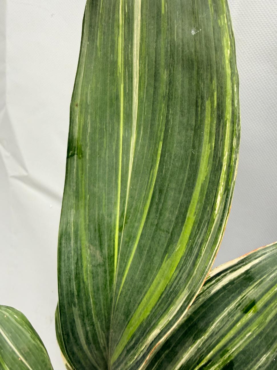 Aspidistra Elatior Variegata  foglia n 1