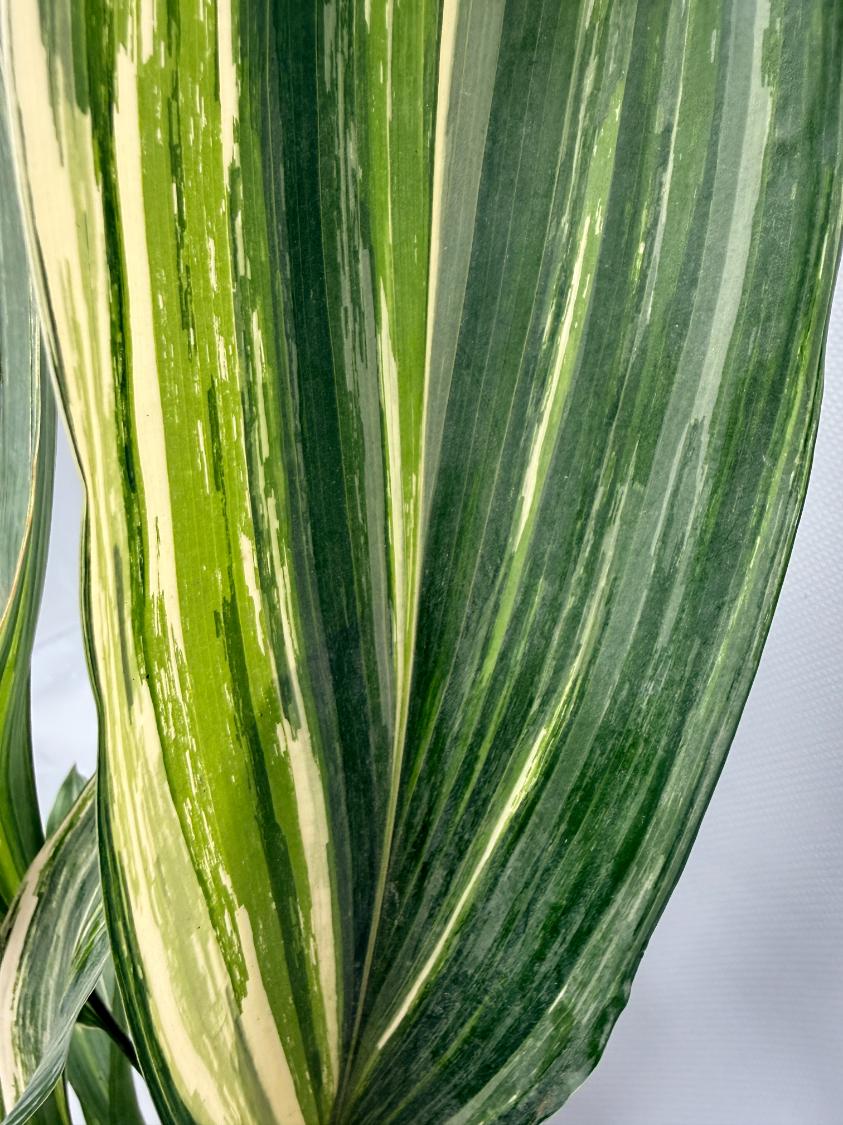Aspidistra Elatior Variegata  foglia n 3