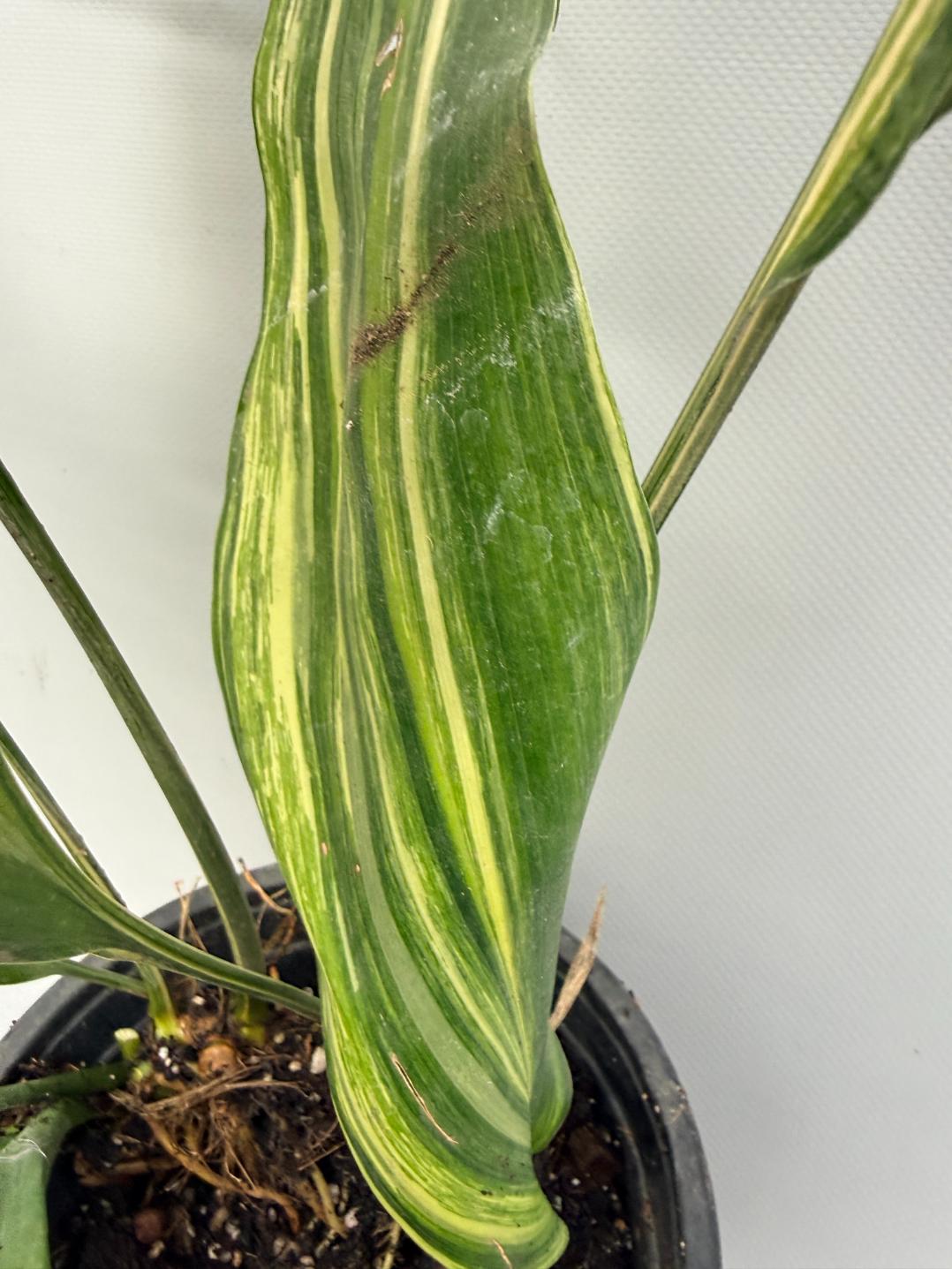 Aspidistra Elatior Variegata  foglia n 5
