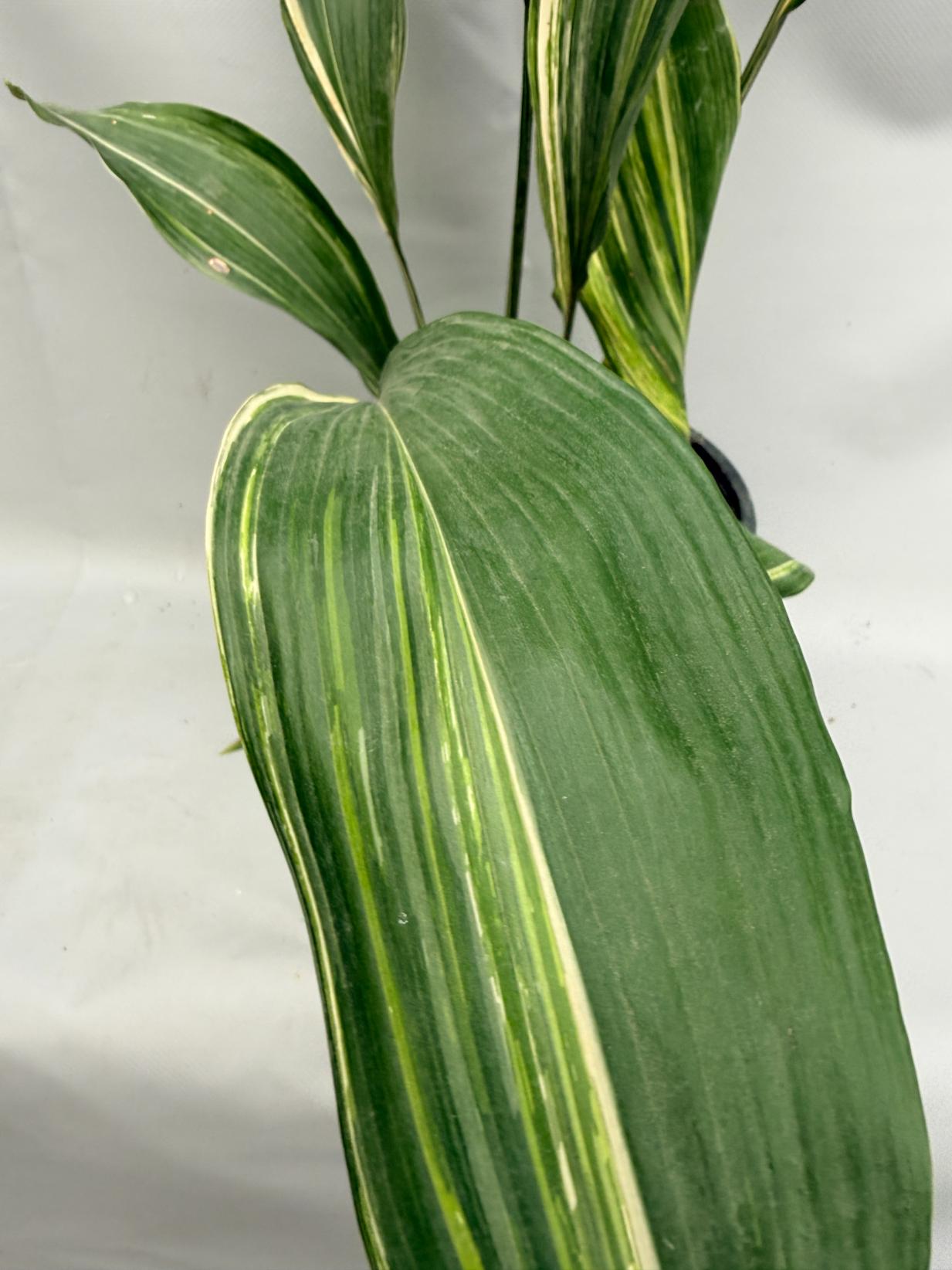 Aspidistra Elatior Variegata  foglia n 6