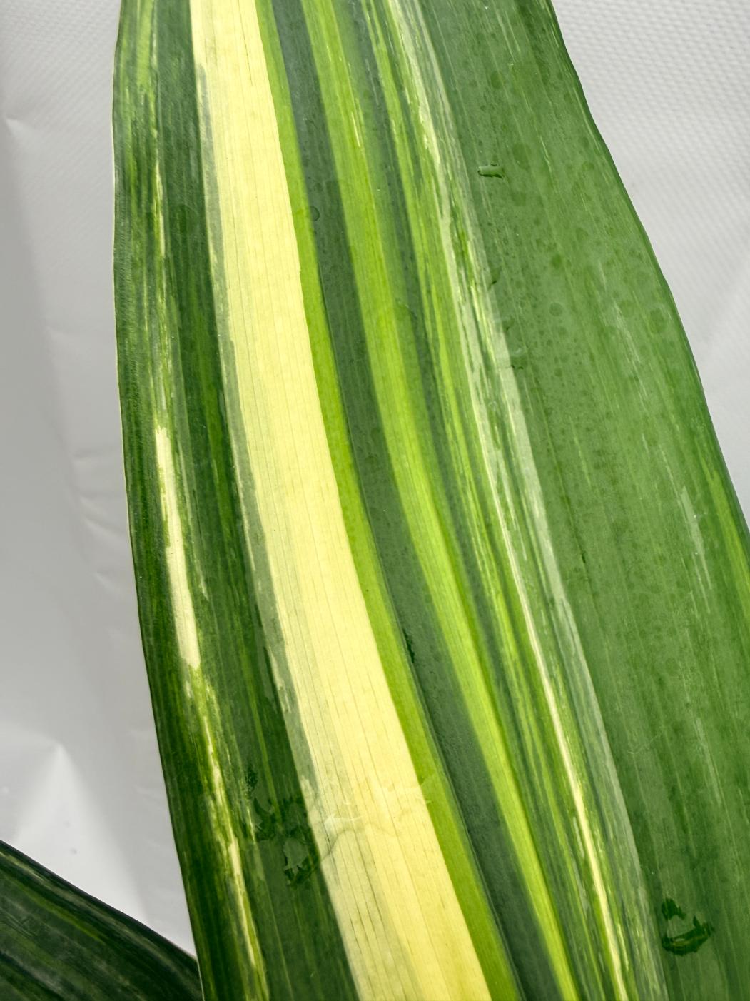 Aspidistra Elatior Variegata  foglia n 8