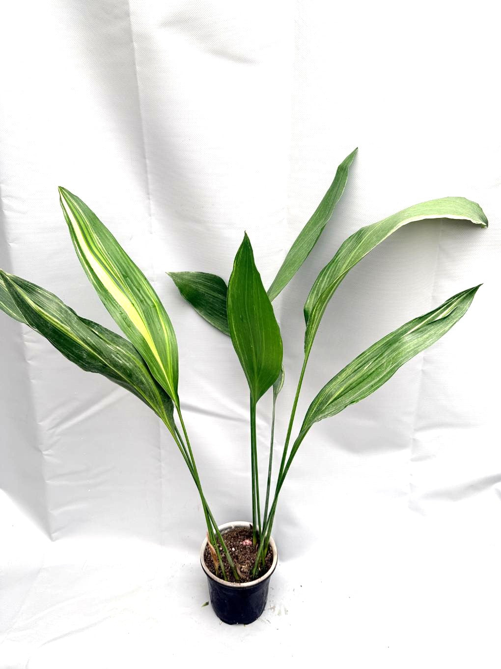 Aspidistra Elatior Variegata  intera