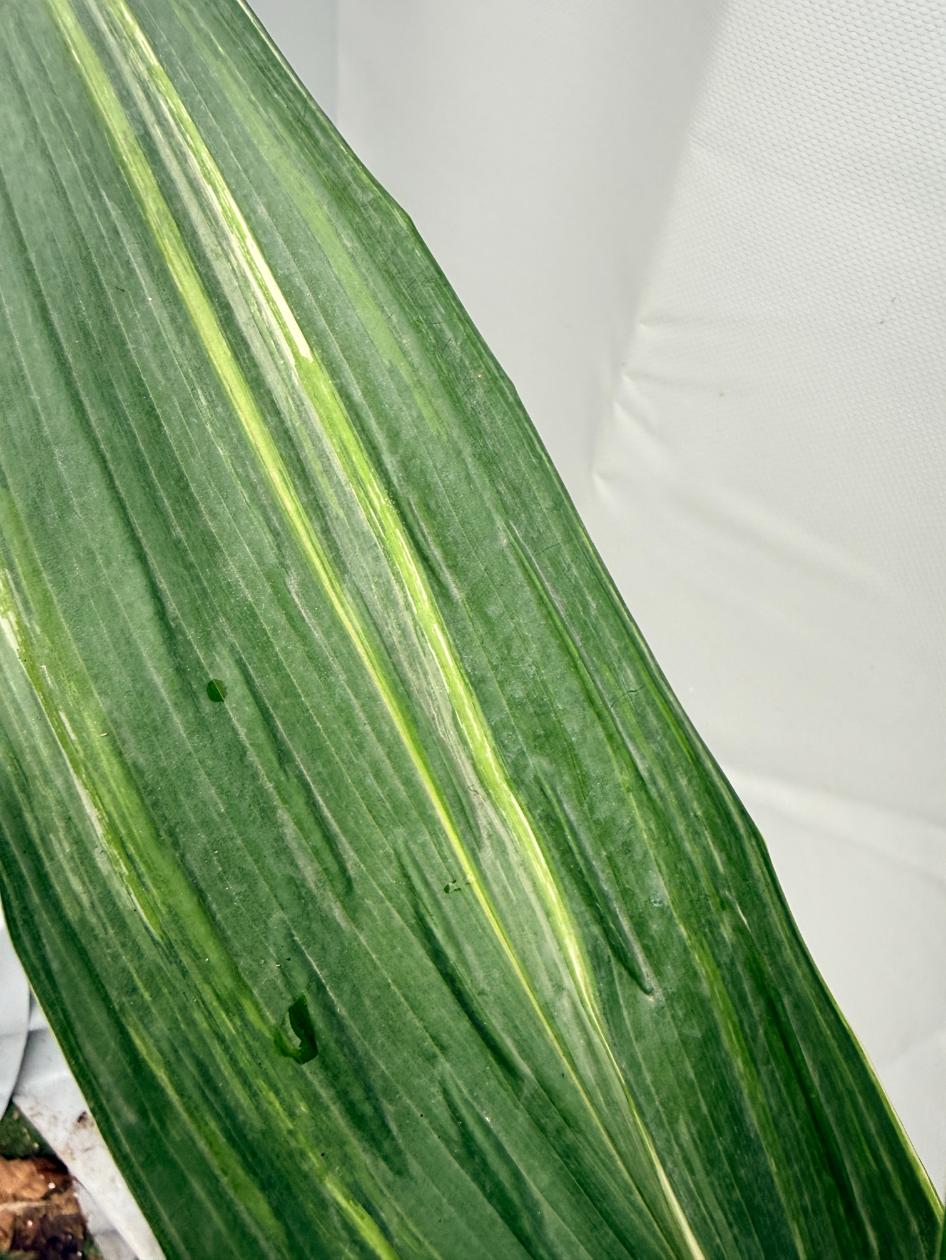 Aspidistra Elatior Variegata  foglia n 2