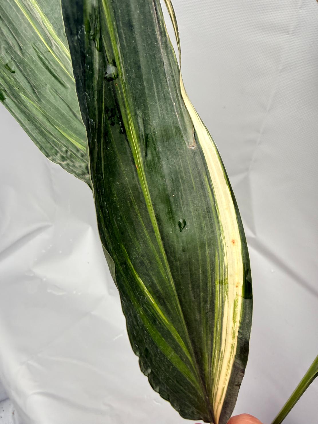 Aspidistra Elatior Variegata  foglia n 4