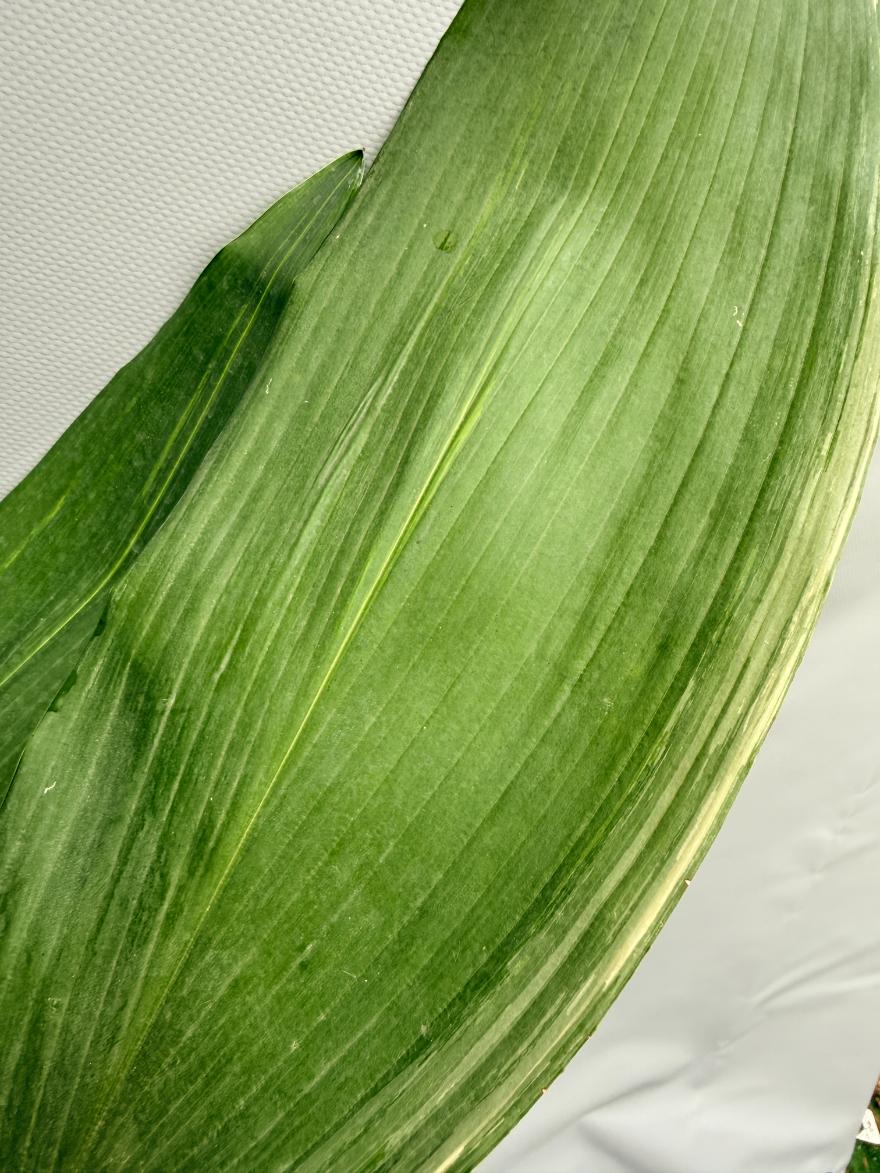 Aspidistra Elatior Variegata  foglia n 5
