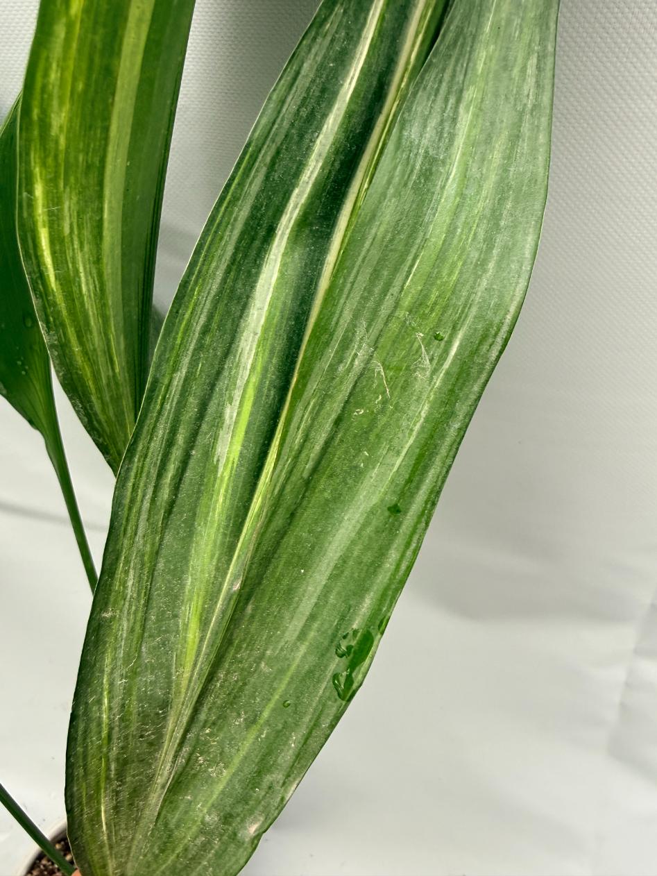 Aspidistra Elatior Variegata  foglia n 6