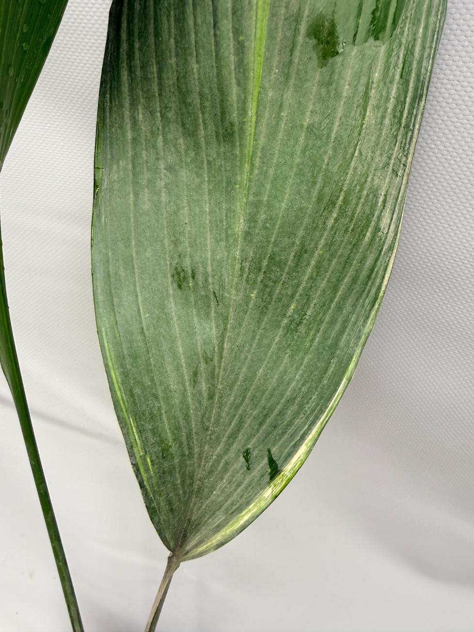 Aspidistra Elatior Variegata  foglia n 7