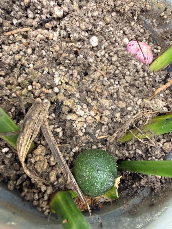 Aspidistra Elatior Variegata  fiore e semi