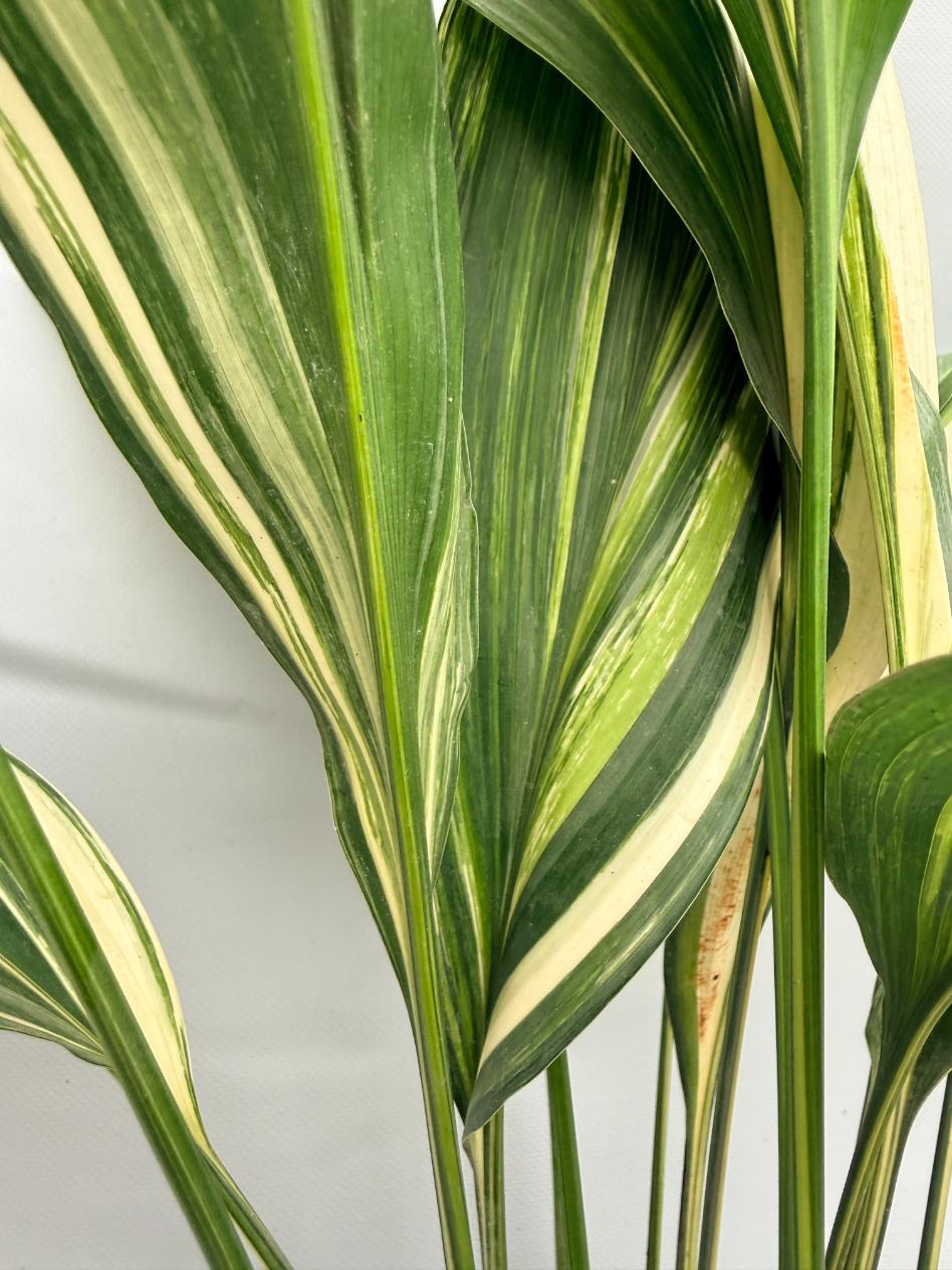 Aspidistra Elatior Variegata  foglia n 9