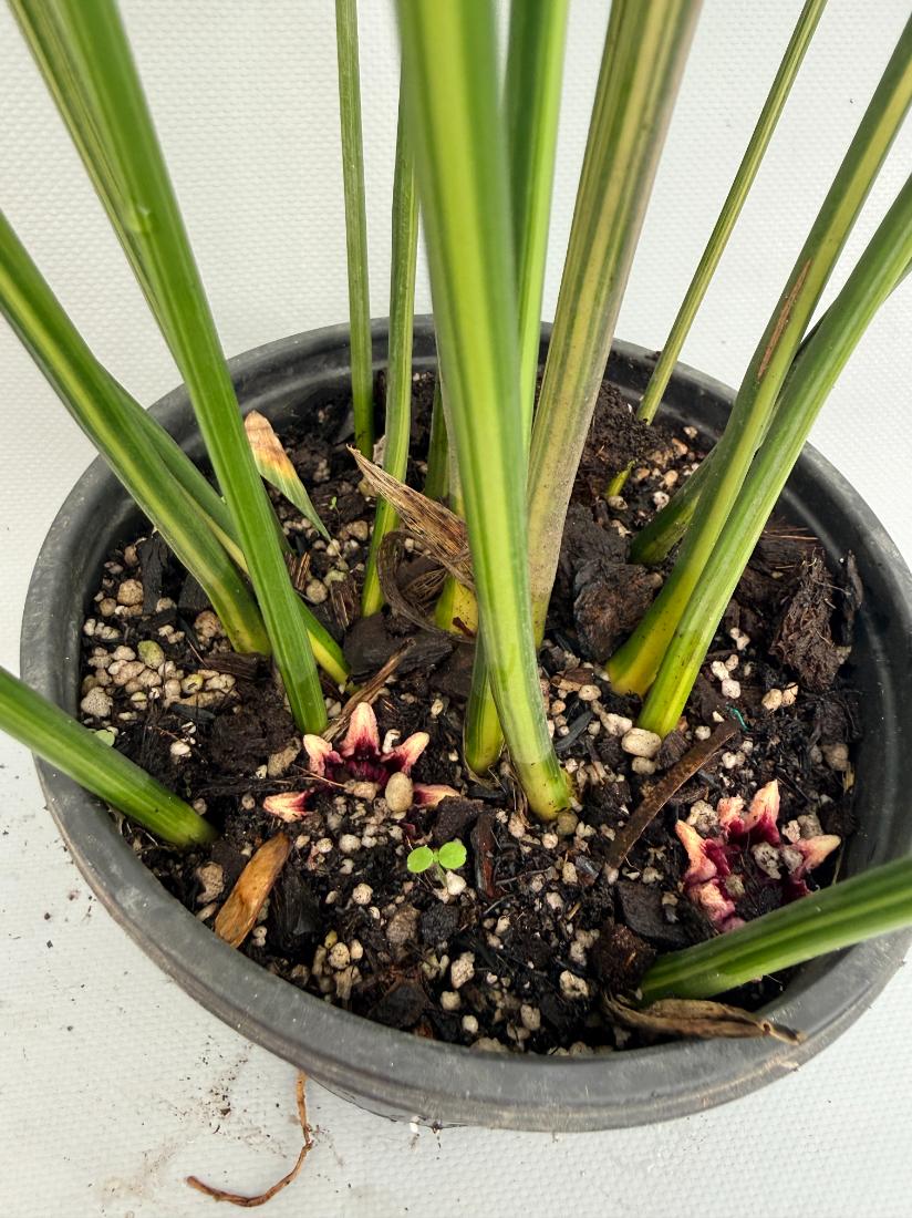 Aspidistra Elatior Variegata  foglia n 10