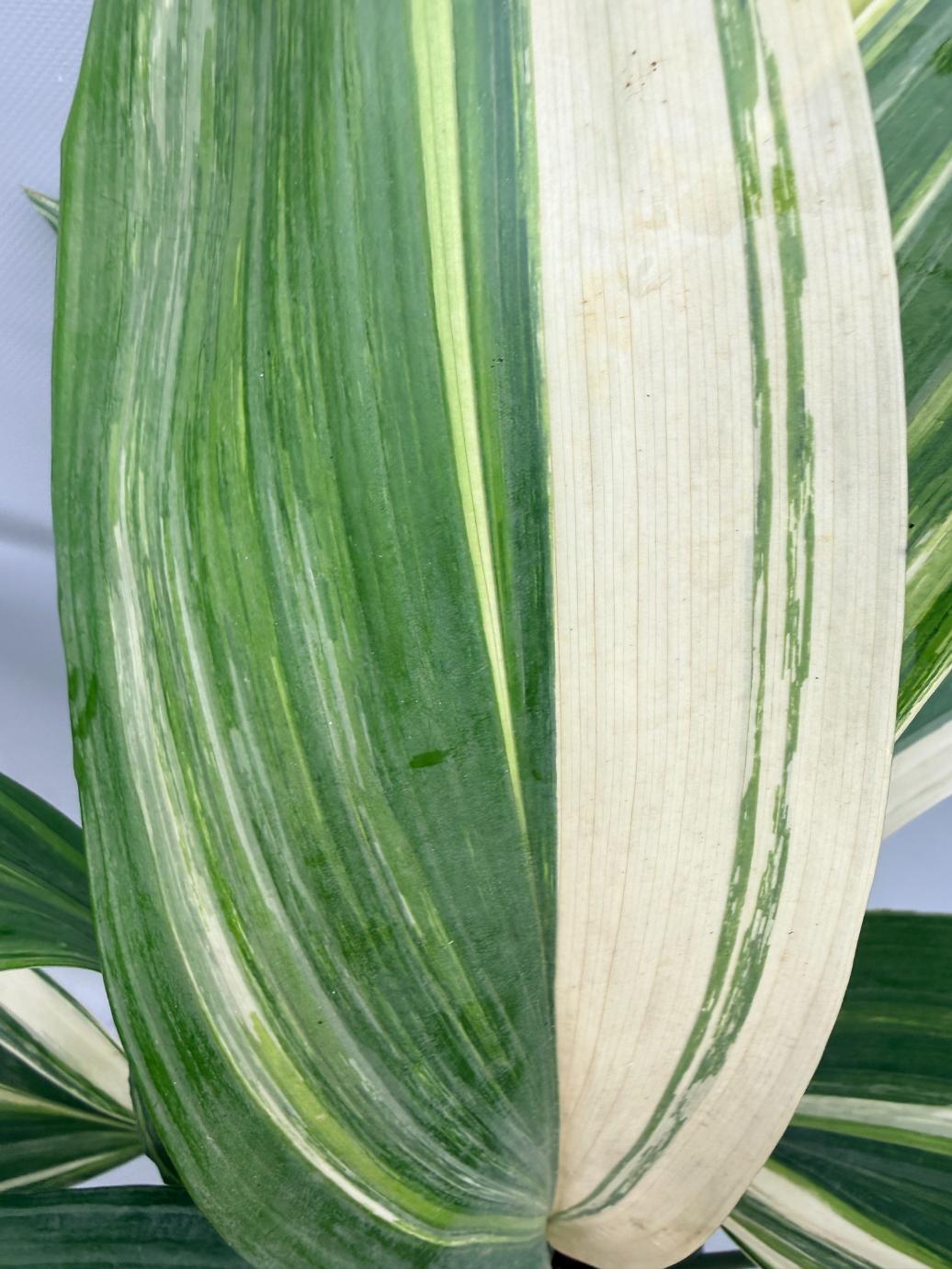 Aspidistra Elatior Variegata