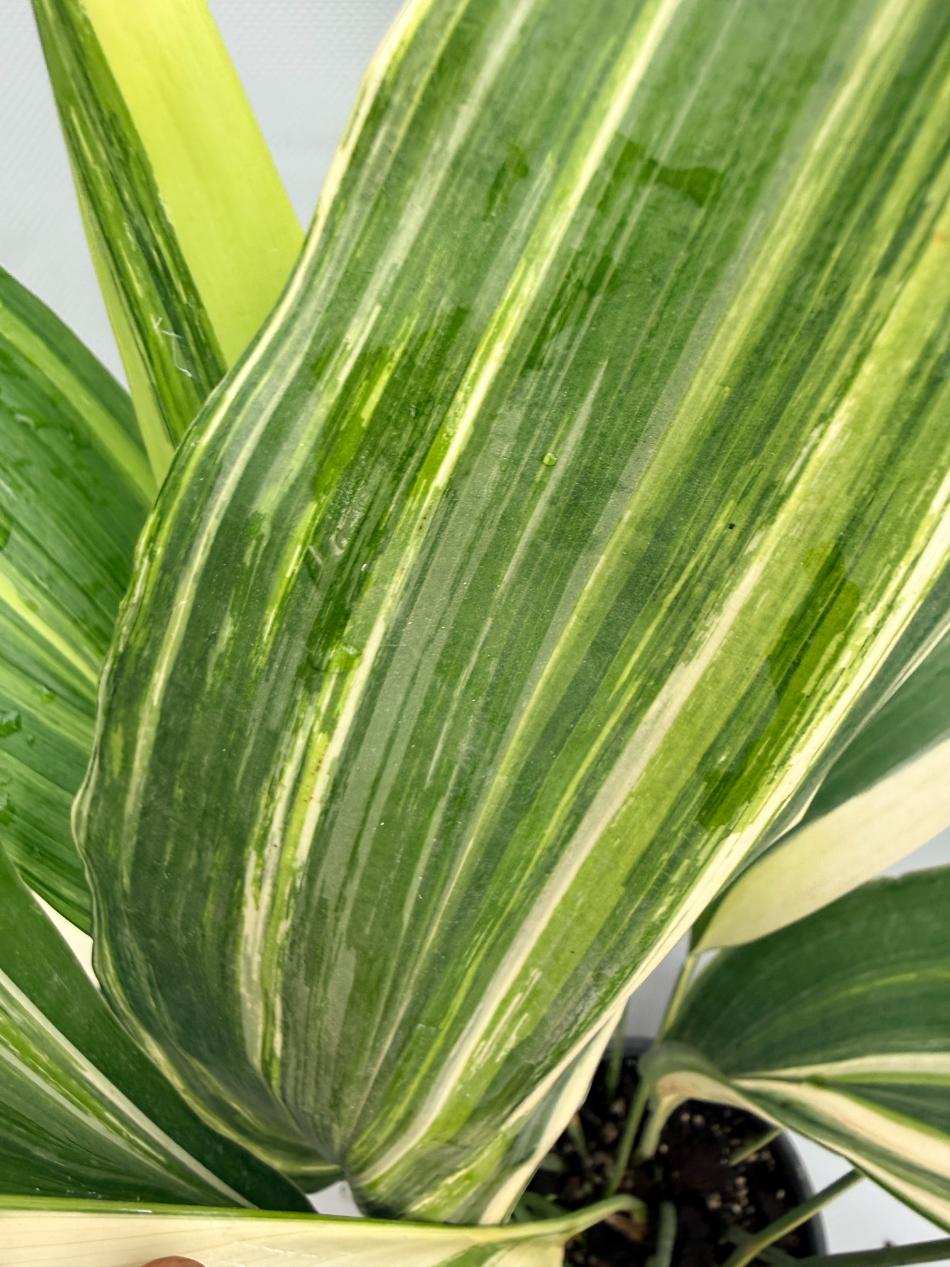 Aspidistra Elatior Variegata