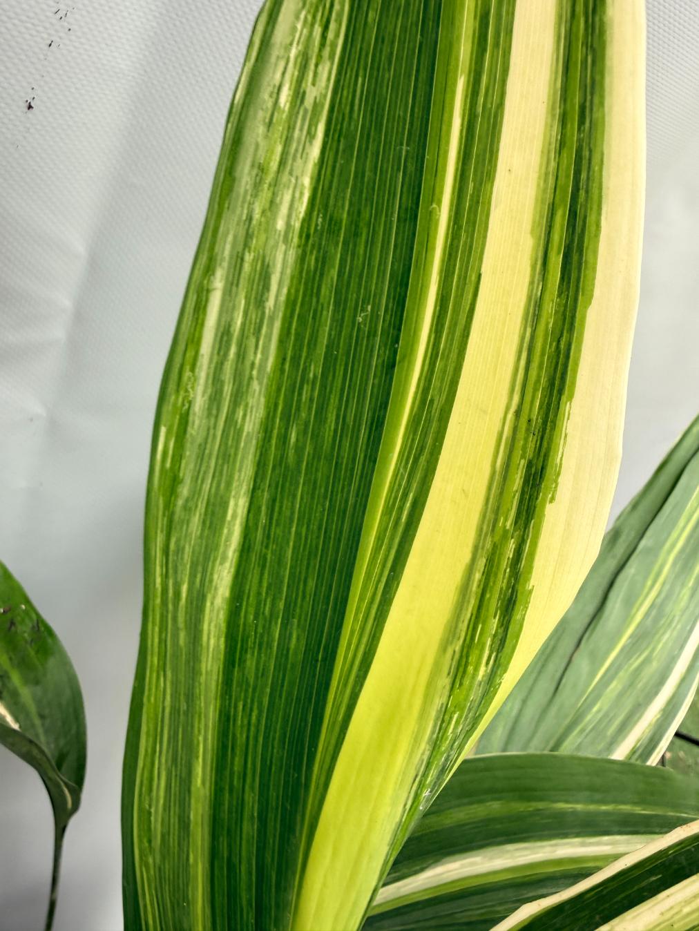 Aspidistra Elatior Variegata