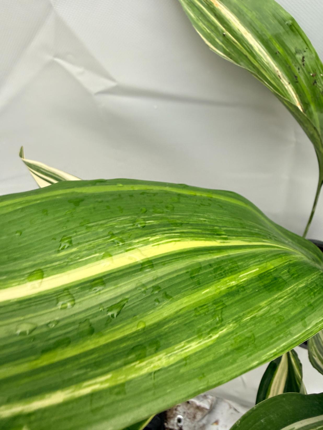 Aspidistra Elatior Variegata