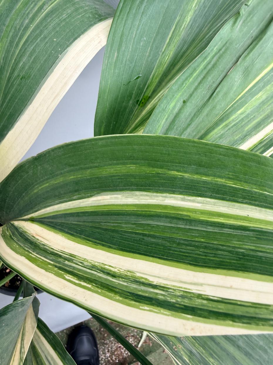 Aspidistra Elatior Variegata