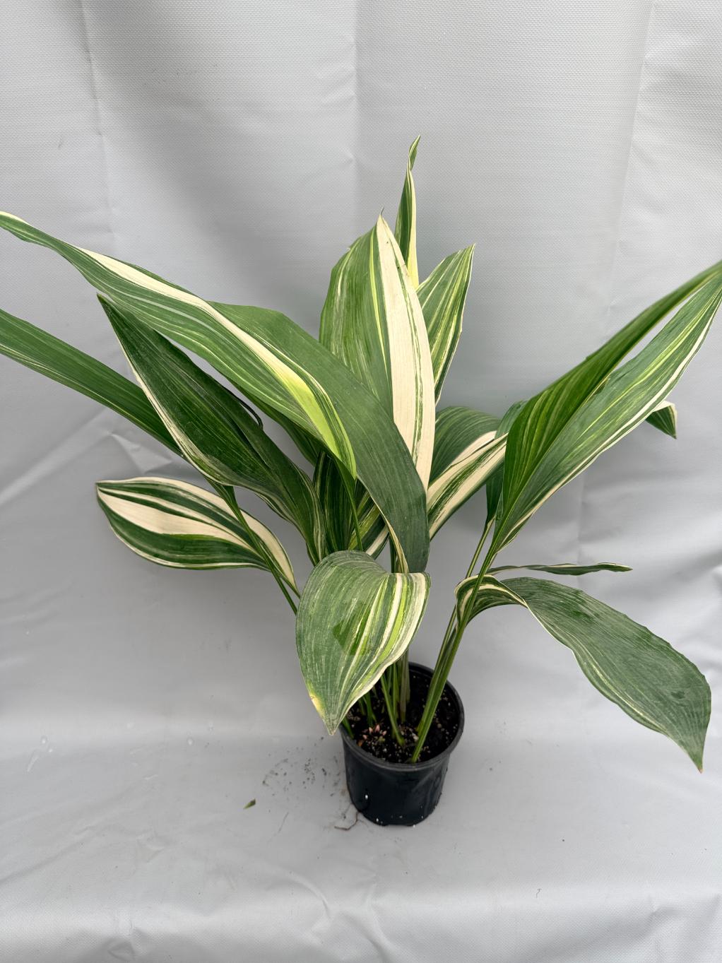 Aspidistra Elatior Variegata