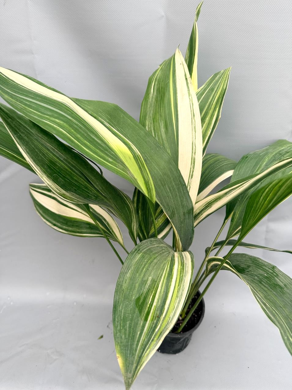 Aspidistra Elatior Variegata