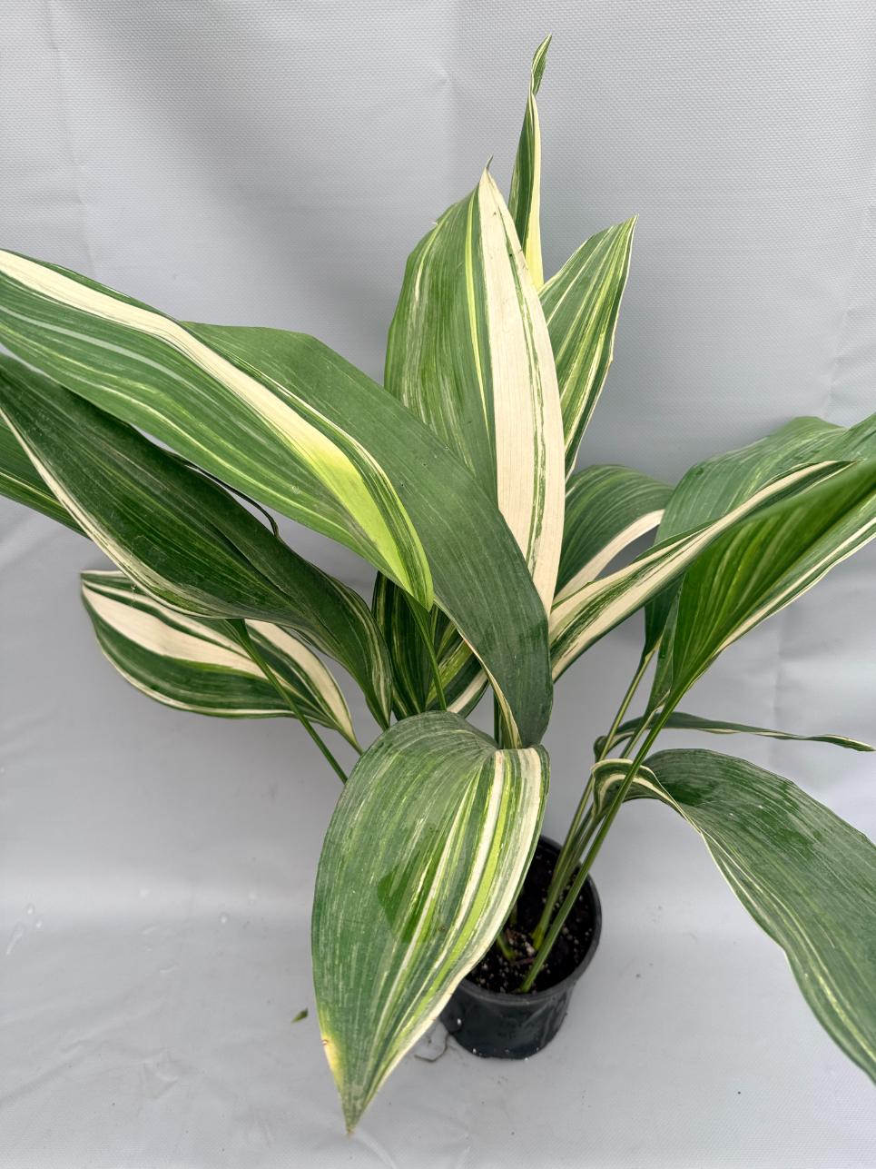 Aspidistra Elatior Variegata  intera