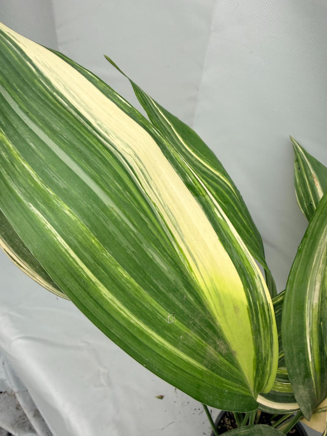 Aspidistra Elatior Variegata  foglia n 3