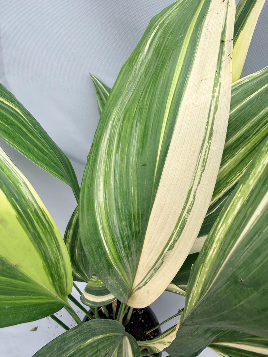 Aspidistra Elatior Variegata  foglia n 4