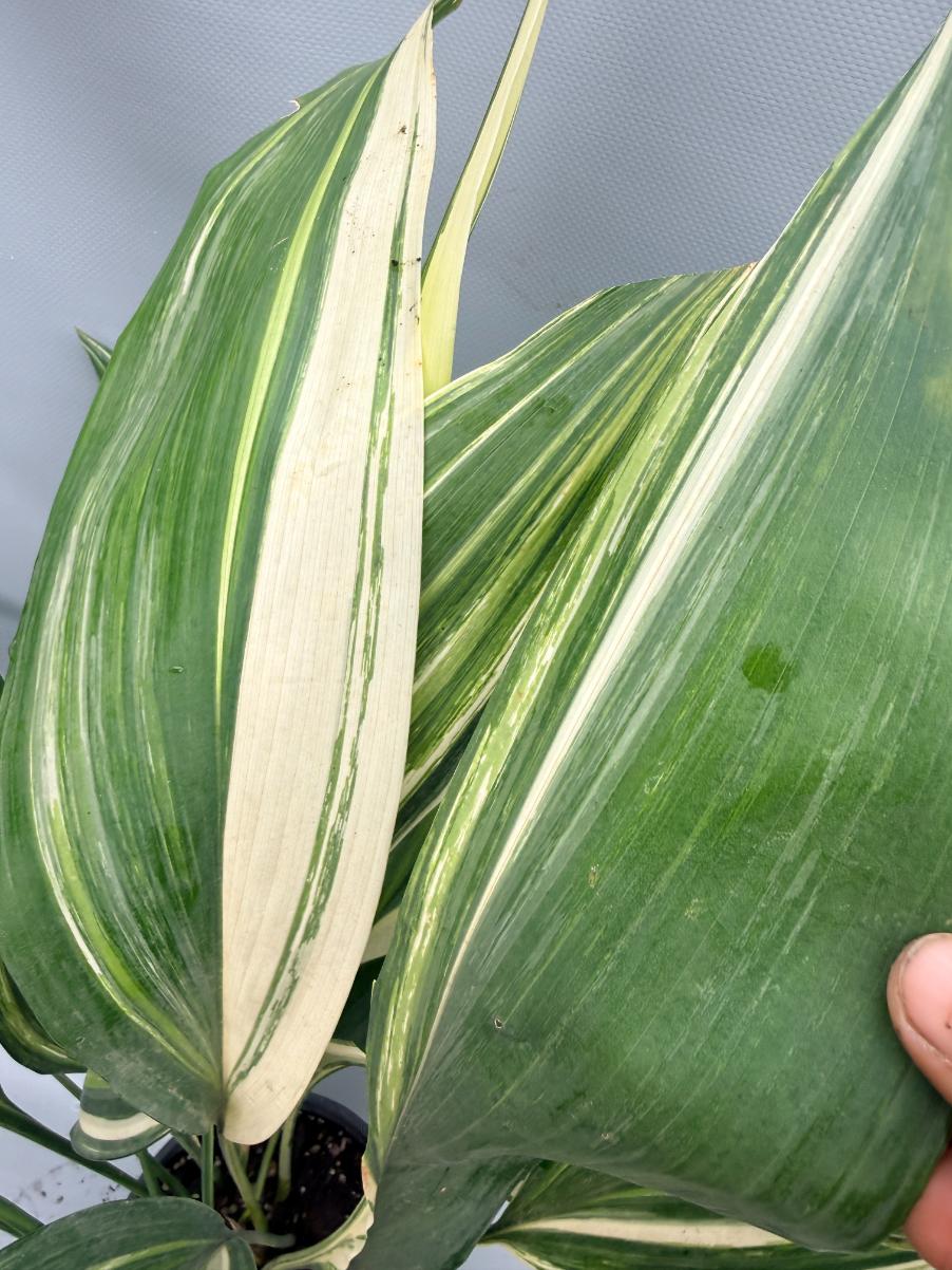 Aspidistra Elatior Variegata  foglia n 5
