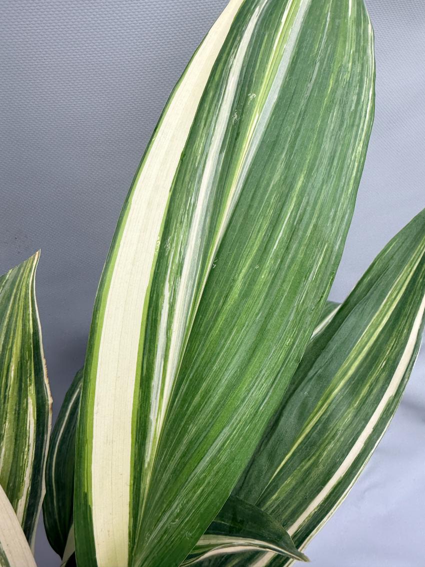 Aspidistra Elatior Variegata  foglia n 6