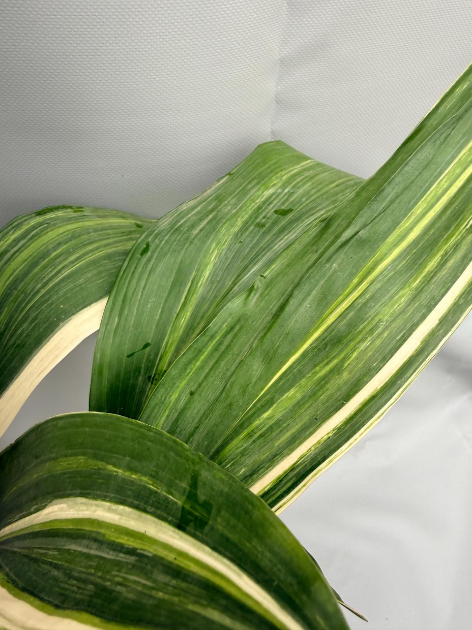 Aspidistra Elatior Variegata  foglia n 7