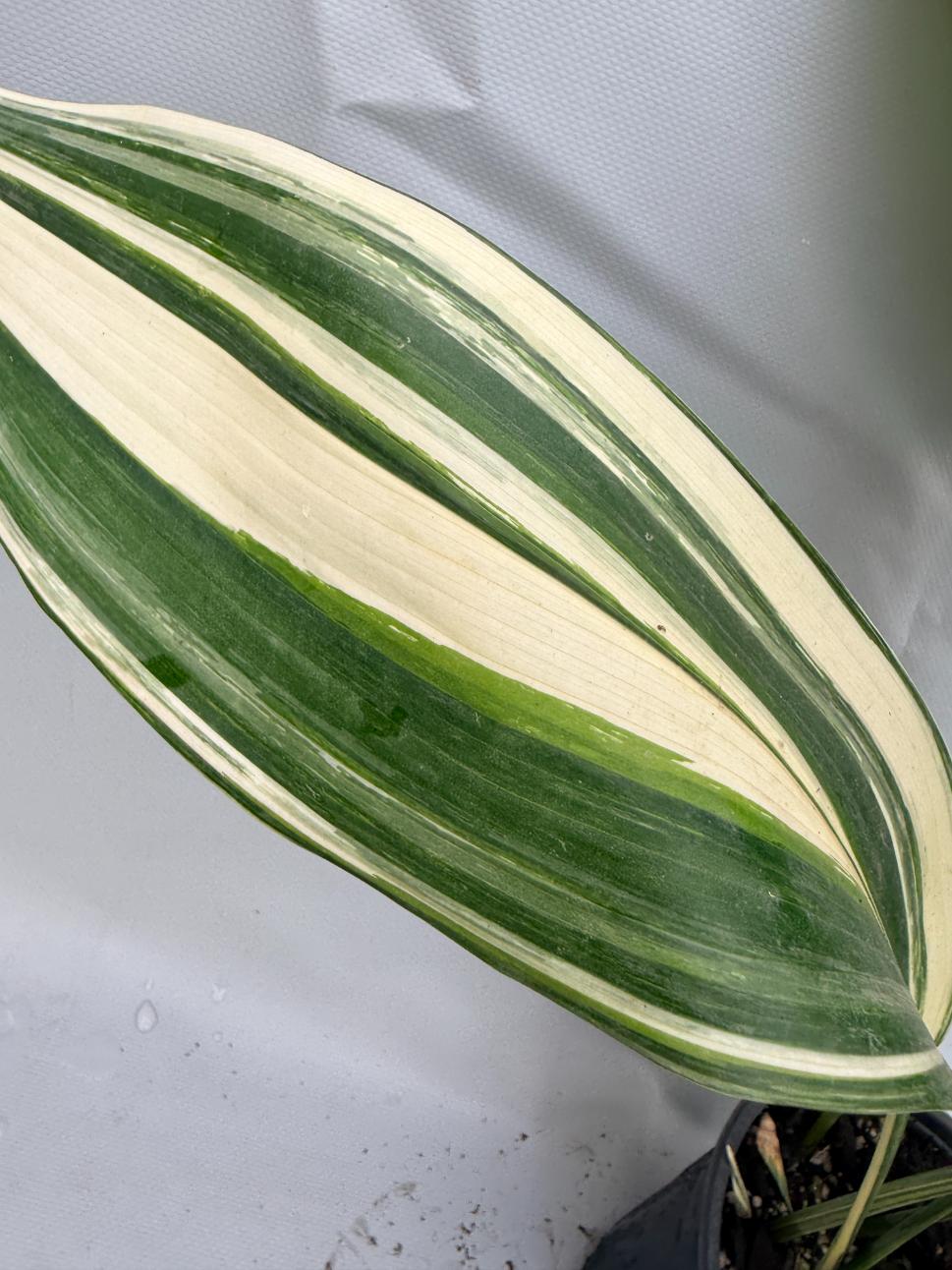 Aspidistra Elatior Variegata  foglia n 8