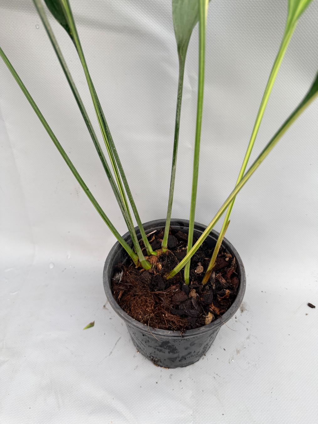 Aspidistra Elatior Variegata  foglia n 8