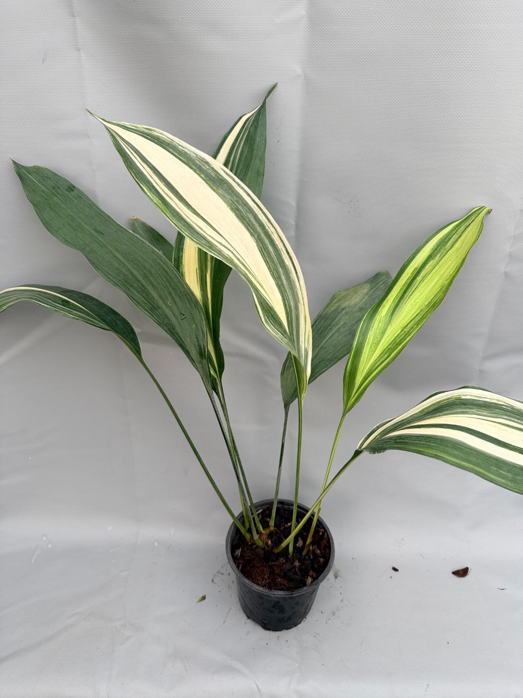 Aspidistra Elatior Variegata  intera