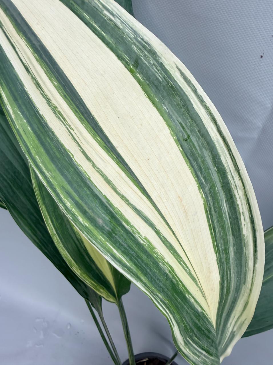 Aspidistra Elatior Variegata  foglia n 1