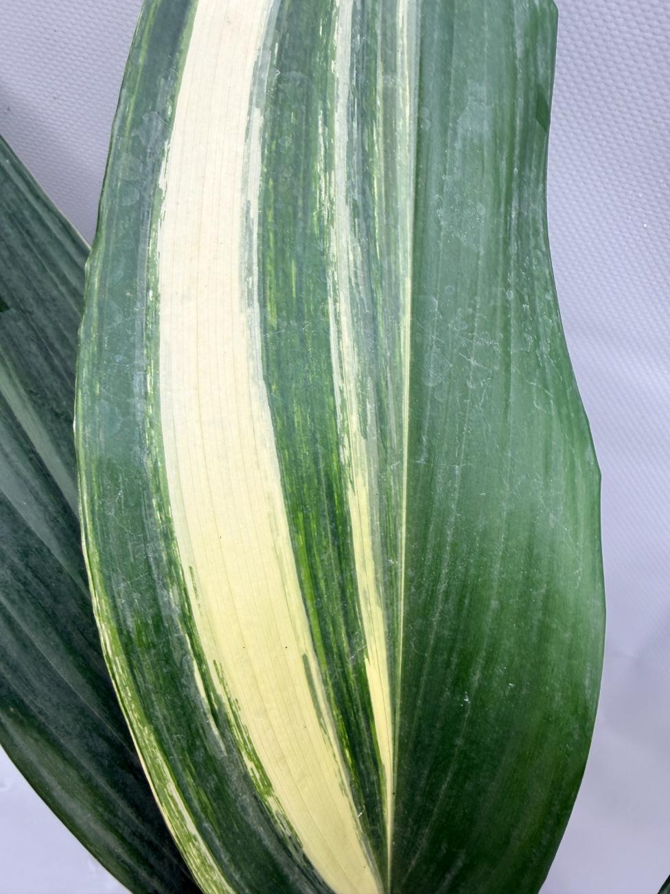 Aspidistra Elatior Variegata  foglia n 3