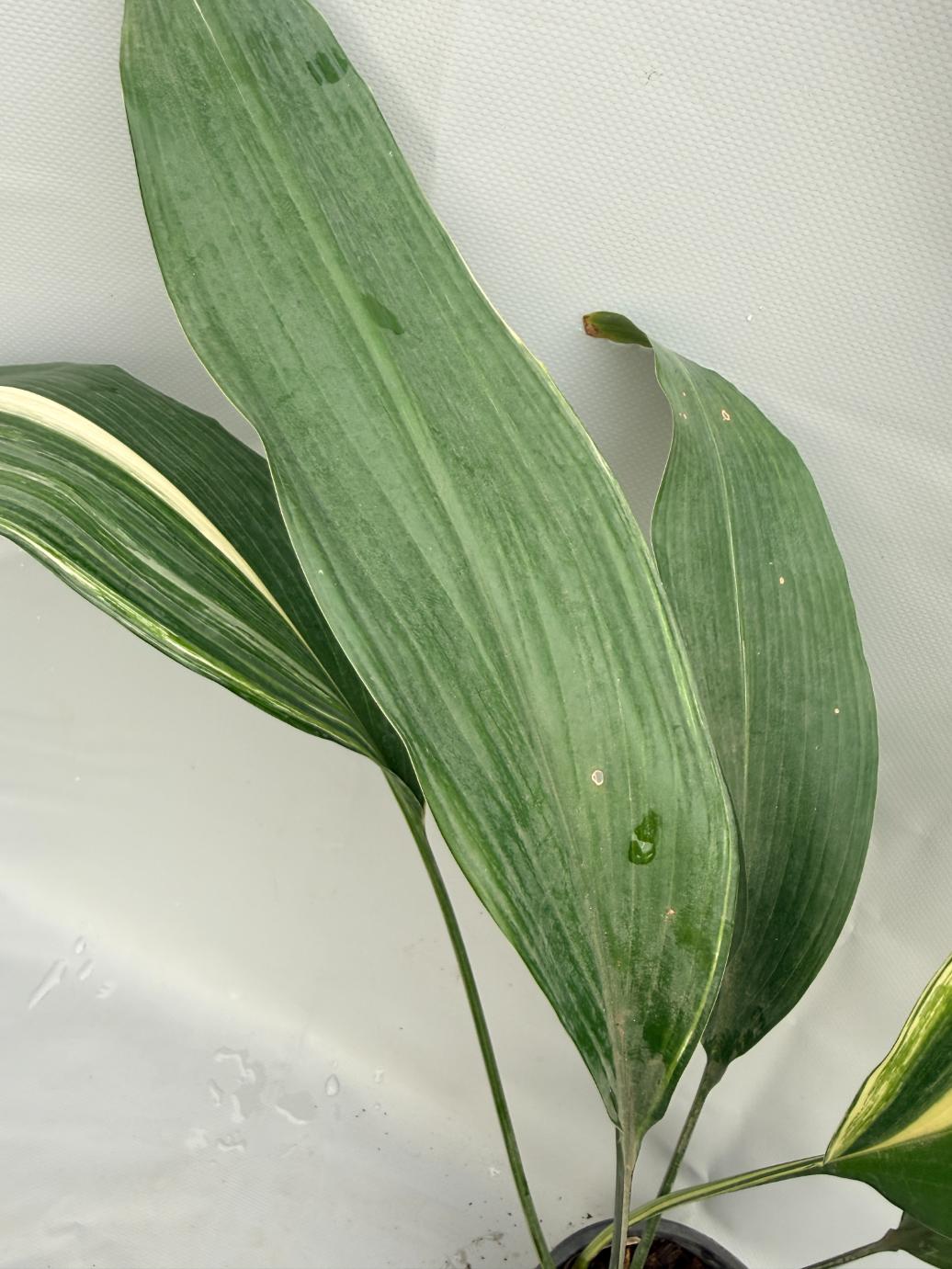 Aspidistra Elatior Variegata  foglia n 4