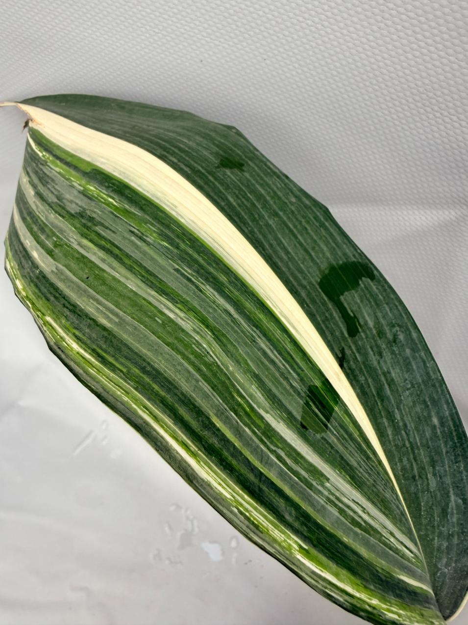 Aspidistra Elatior Variegata  foglia n 5