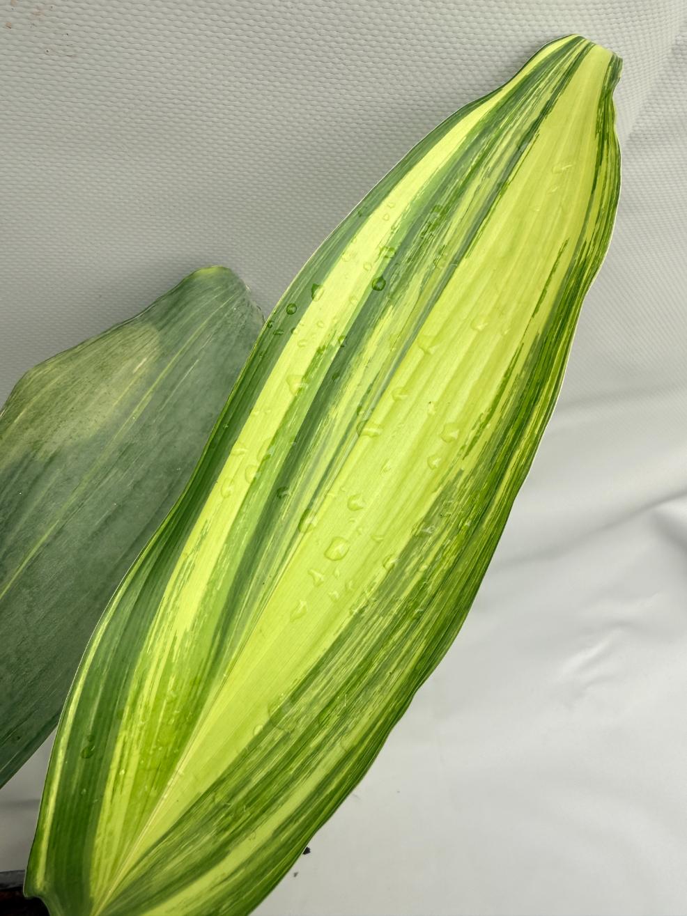 Aspidistra Elatior Variegata  foglia n 6