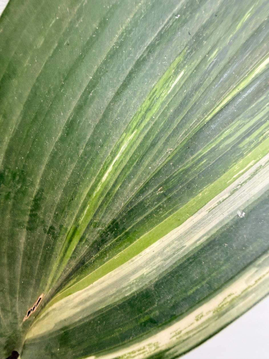 Aspidistra Elatior Variegata  foglia n 8