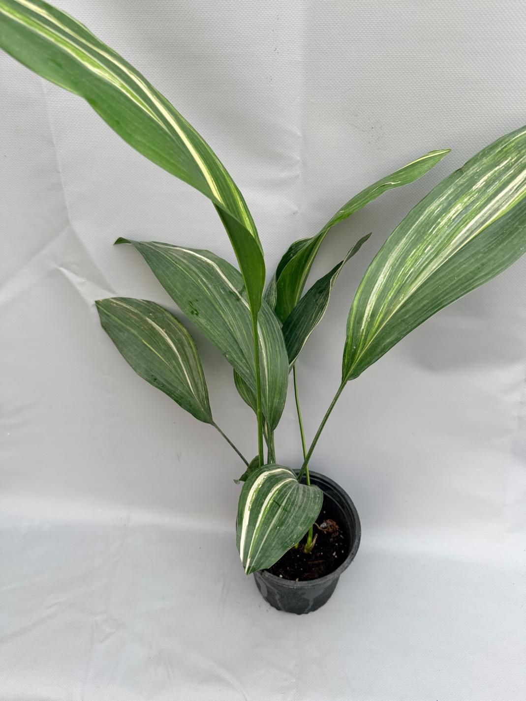Aspidistra Elatior Variegata  foglia n 9