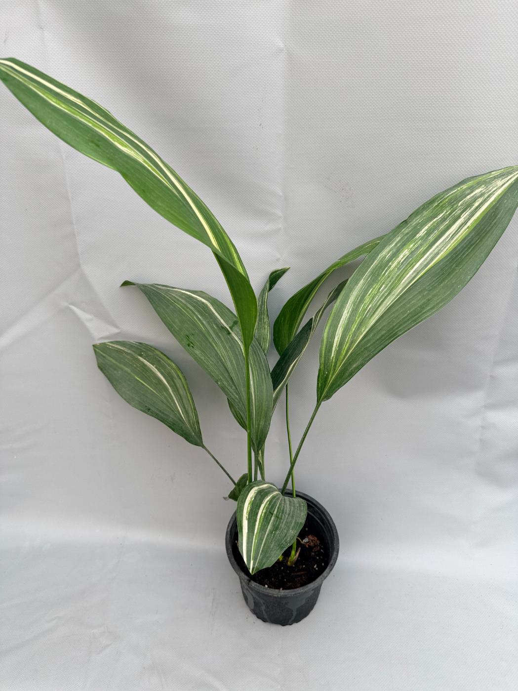 Aspidistra Elatior Variegata  intera